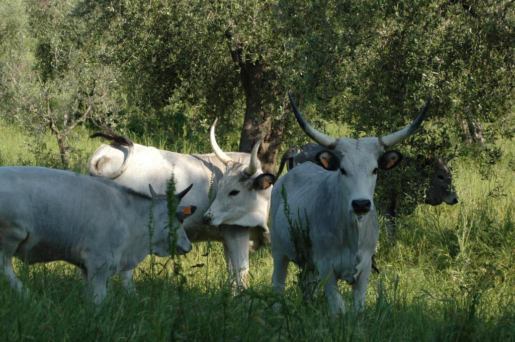 Agriturismo Bio Le Macchie Alte Manciano Dış mekan fotoğraf