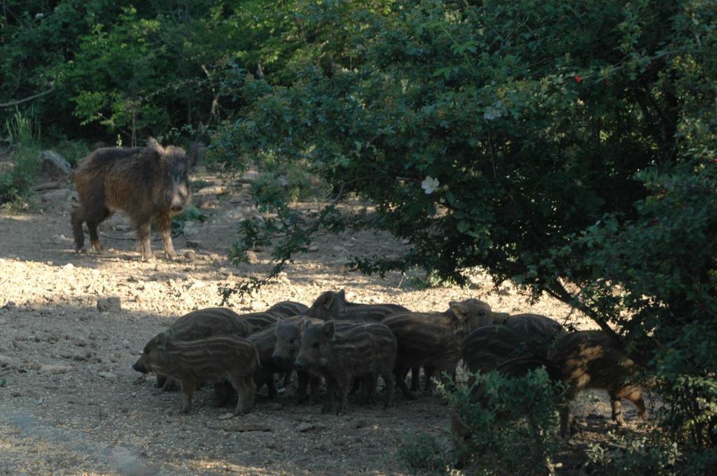 Agriturismo Bio Le Macchie Alte Manciano Dış mekan fotoğraf